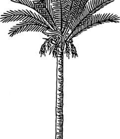 Date Palm Clip Art