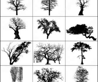 Pohon-pohon Mati Sikat