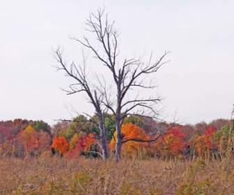Dead Trees In Autumn Field
