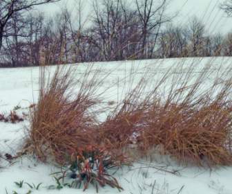 雪の中で装飾的な草