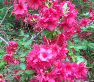 Flores De Color Rosadas Profundo