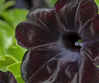 深い赤黒黒い花
