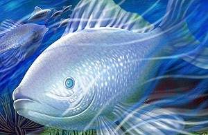 DEEPSEA Ikan Besar Psd Berlapis