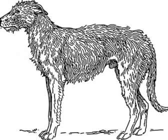 deerhound