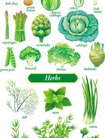 精緻的綠色蔬菜向量