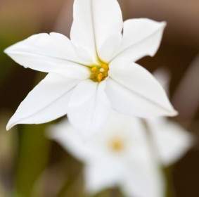 Zarte Weiße Blume