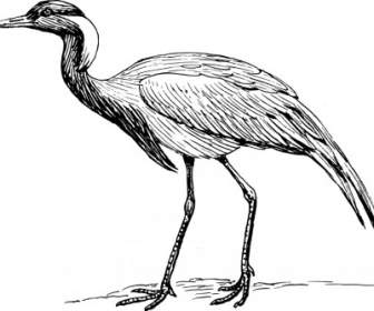 demoiselle crane