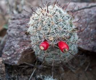 Cactus Del Deserto