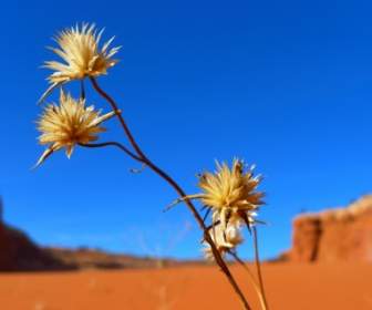 Desert Flower Landscape