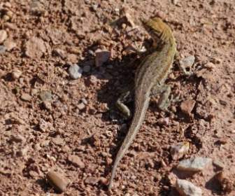 沙漠鬣蜥蜥蜴野生生活
