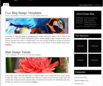 Blog Design