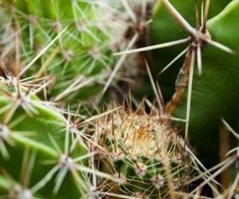 Detail Of Cactus