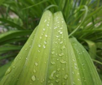 dew flower nature