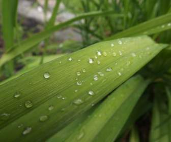 dew flower nature