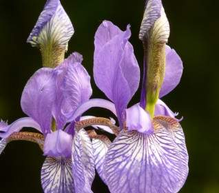Differenti Iridi Colorate Iris Pianta