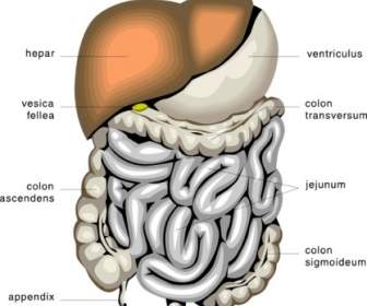 Image Clipart Diagramme Médical Organes Digestifs