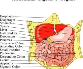 órgãos Digestivos Diagrama Médico Clip Art