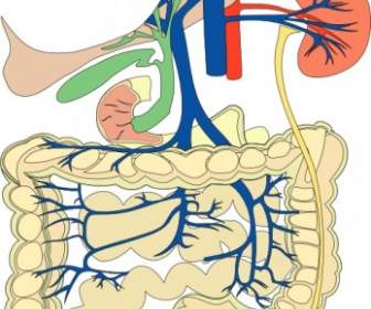 Organ Pencernaan Medis Diagram Clip Art