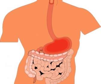 ClipArt Mediche Diagramma Di Organi Digestivi