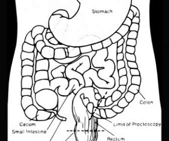 Système Digestif Clipart