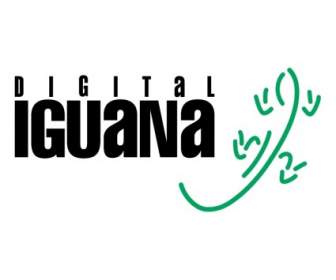 Digital Iguana