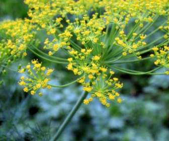 Dill Flowers Anethum