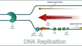 Replicazione Del DNA