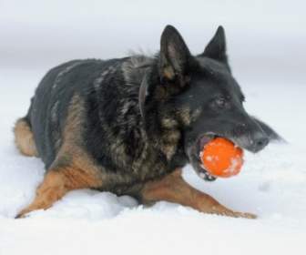 Cão Canino Inverno