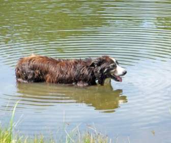 Hund Im Teich