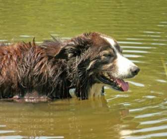 Hund Im Teich