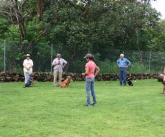 Dog Obedience Class