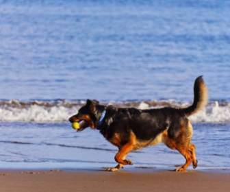 犬のビーチ
