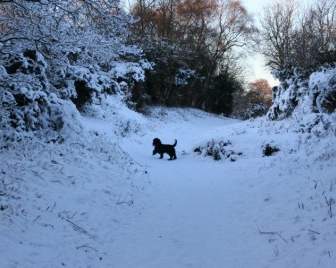 Chó Chơi Trong Tuyết