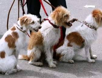 Animais De Estimação Caninos De Cães