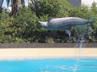 dolphin sea animal