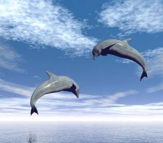 Delfini Saltando Immagini Hq