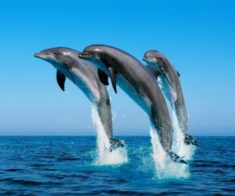 Delfini Sfondi Animali Delfini