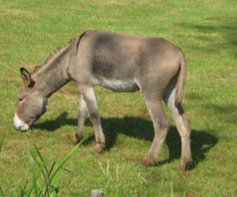 Donkey Animal Farm