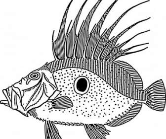 Dory Fish