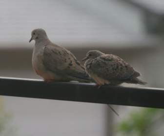 Doves On A Cool Foggy Morning