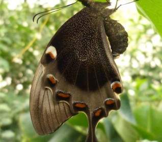 Schwalbenschwanz Schmetterling Insekt