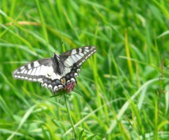 Pas Swallowtail Kupu-kupu Kupu-kupu