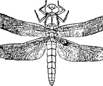 Dragon Fly Clipart