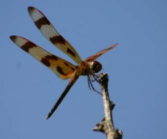 Dragon Fly Insect