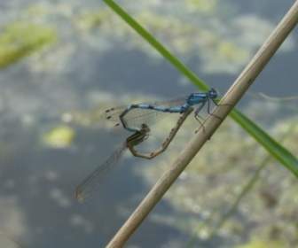 dragonflies insect water