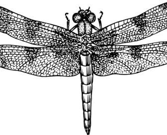 Dragonfly Clip Nghệ Thuật
