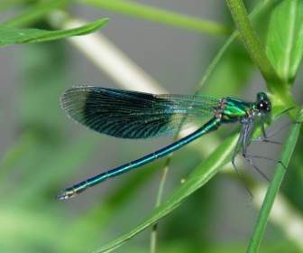 dragonfly demoiselle insect