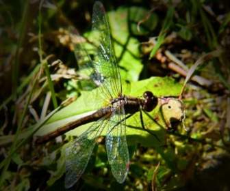 dragonfly insect nature