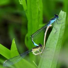 dragonfly insect pairing