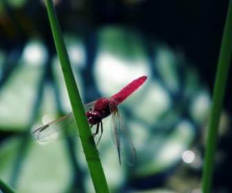 Dragonfly Serangga Merah Dragonfly